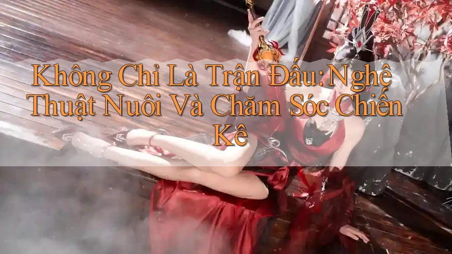 Không Chỉ Là Trận Đấu: Nghệ Thuật Nuôi Và Chăm Sóc Chiến Kê Không Chỉ Là Trận Đấu: Nghệ Thuật Nuôi Và Chăm Sóc Chiến Kê